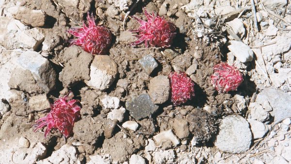 10 Little red things along our path.jpg