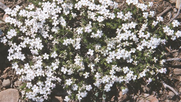 11 Little white things along our path.jpg