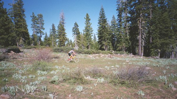 13 3 weeks later this meadow would be blooming.jpg