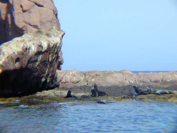 31 The sealion island.jpg