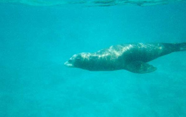 32 The first sealion under water.jpg