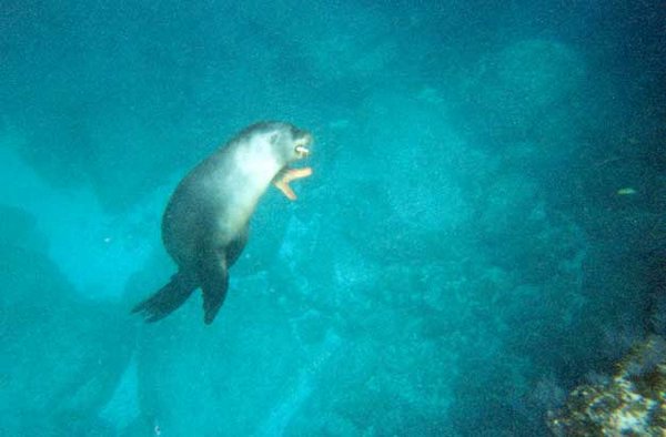 34 Sealion with starfish lunch.jpg