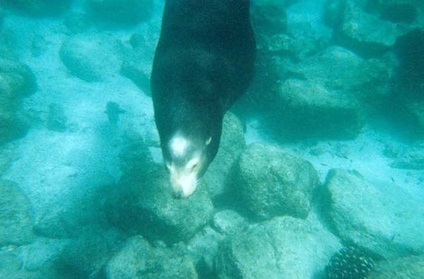 36 Another sealion.jpg