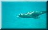 32 The first sealion under water.jpg