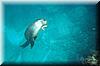 34 Sealion with starfish lunch.jpg