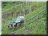 2005-06-05k Reaching Steep Vineyards.JPG