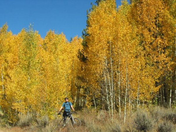 2005-10-08c Aspens.JPG