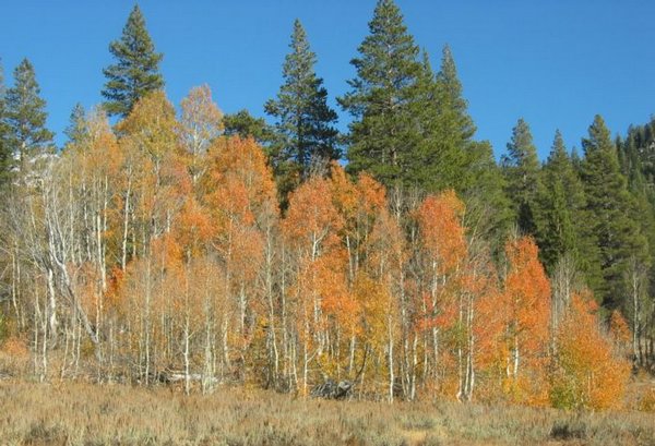 2005-10-08s Orange Trees.JPG