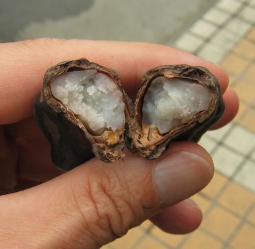 2006-04-06b Nut Open.JPG