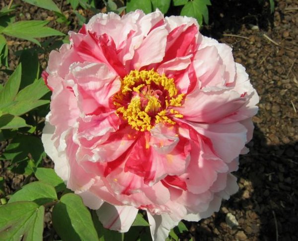 2006-04-07d Peonies.JPG