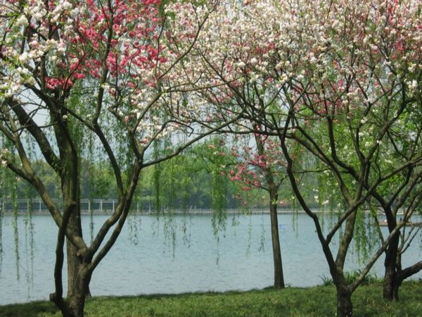 2006-04-07h Blossoms.JPG