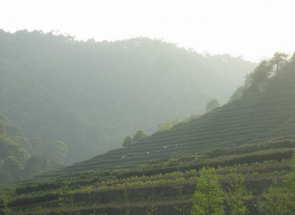 2006-04-07t Tea Terraces.JPG