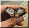 2006-04-06b Nut Open.JPG