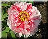 2006-04-07d Peonies.JPG