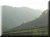 2006-04-07t Tea Terraces.JPG