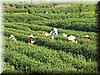 2006-04-07u Tea Pickers.JPG