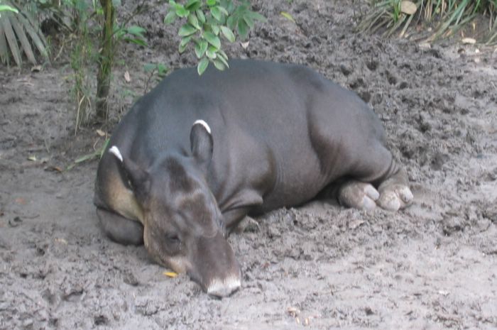 2003-11-17e Tapir.JPG