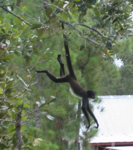 2003-11-17f Spider Monkey.JPG