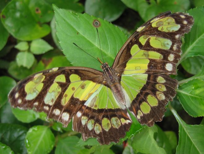 2003-11-19d Another KInd of Butterfly.JPG