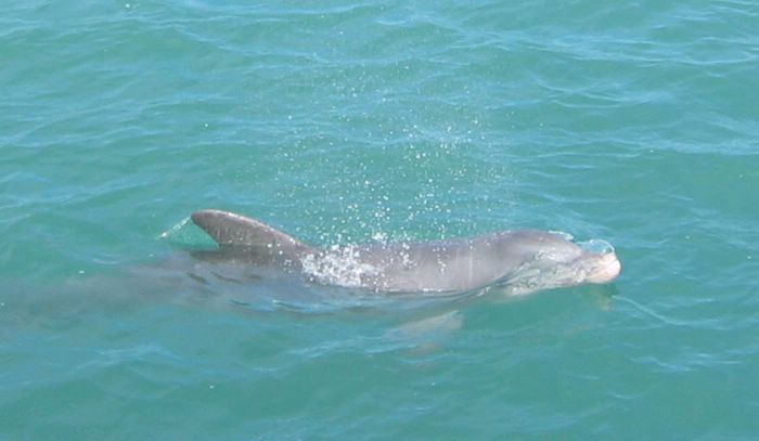 2003-12-02d Visiting Dolphin.JPG