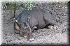 2003-11-17e Tapir.JPG