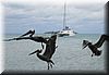 2003-11-29e Pelicans.jpg