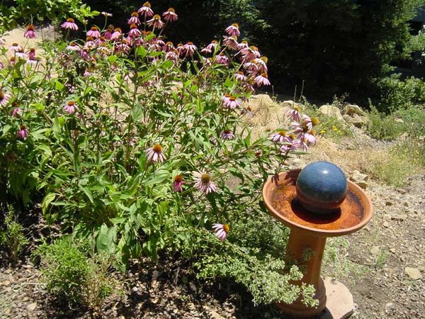 2001-07-28-2 SAP Labs - In the herb garden.jpg