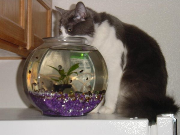 2001-09-26 Mischievous Cat.jpg