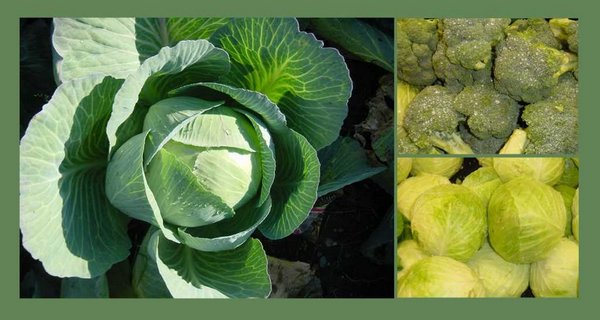 2001-12-02 Cabbages.jpg