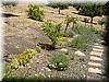 2001-07-28-2 SAP Labs - The herb garden... our cooks use it for the kitchen.jpg