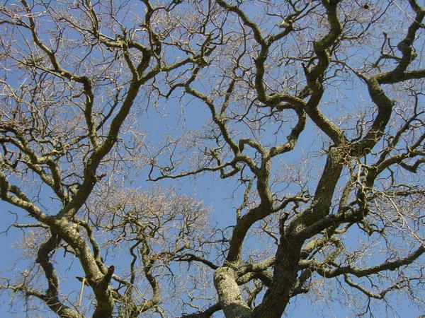 2002-01-20e Oak.jpg