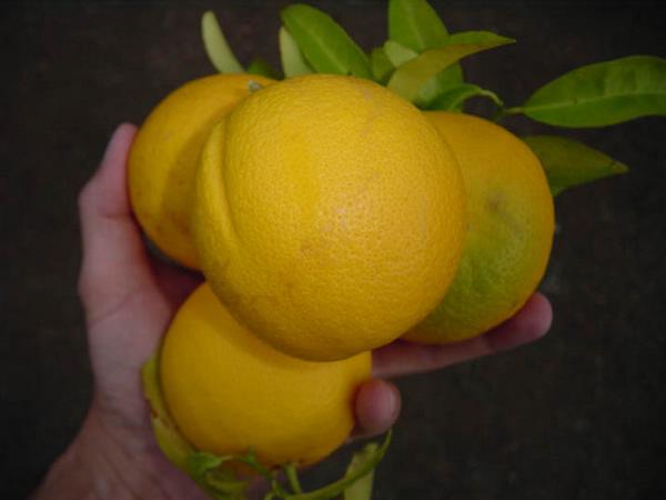 2002-03-03d Fresh Oranges.jpg