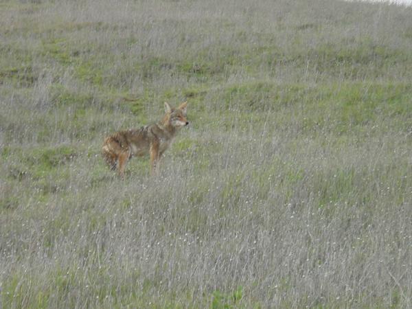 2002-03-16d Coyote.jpg