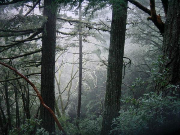 2002-03-23b Mystic Forests.jpg