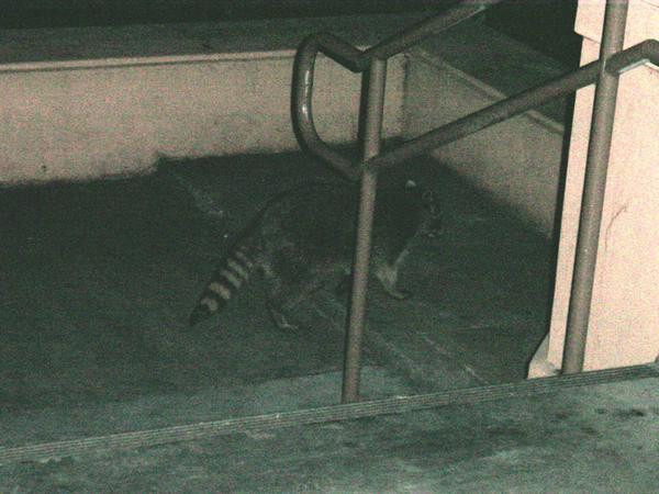 2002-03-25 Raccoon.jpg