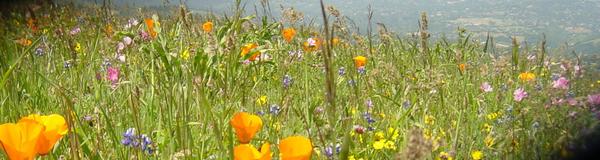 2002-05-05f Flowers above the bay.jpg