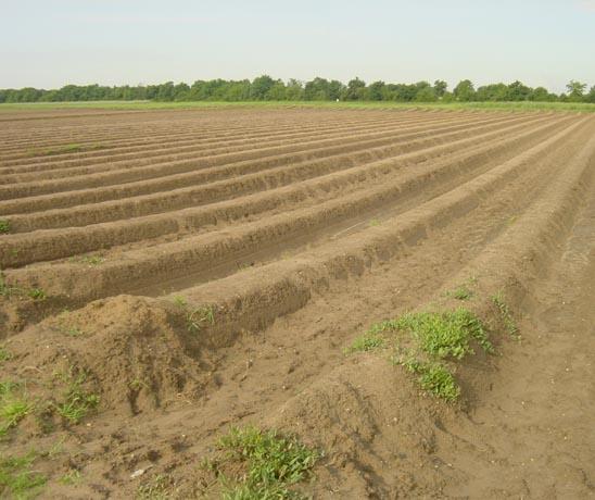 2002-05-28a Asparagus Field.jpg