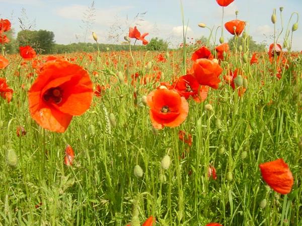 2002-05-28b Poppy Field.jpg
