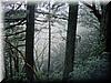 2002-03-23b Mystic Forests.jpg