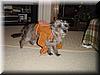 2002-03-31 Its a dogs world.jpg