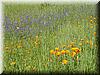 2002-04-13d Wildflowers.jpg