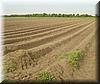 2002-05-28a Asparagus Field.jpg