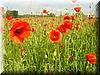 2002-05-28b Poppy Field.jpg