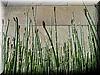 2002-06-02 Bambooish Stalks.jpg