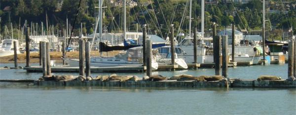 2002-07-07e Sealions hanging out....jpg