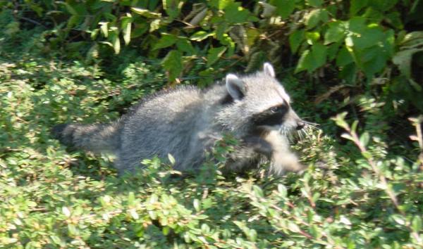 2002-08-22a Raccon in Stanley Park.jpg