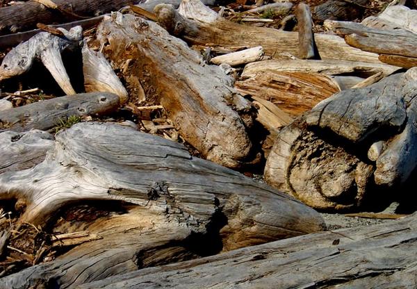 2002-08-24g Lots of washed up timber.jpg