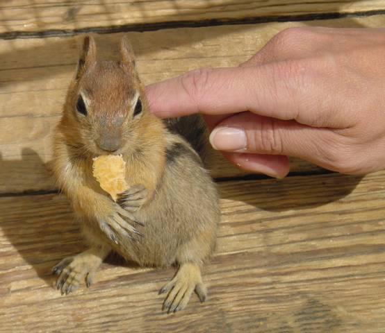 2002-09-14bc First the chipmunk was happy with bread.jpg