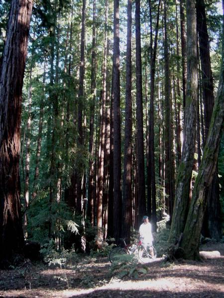 2002-10-05b In the redwoods.JPG