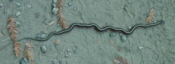 2002-10-05c Snake.JPG